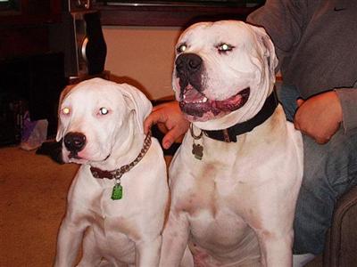 Stud Dogs in WI